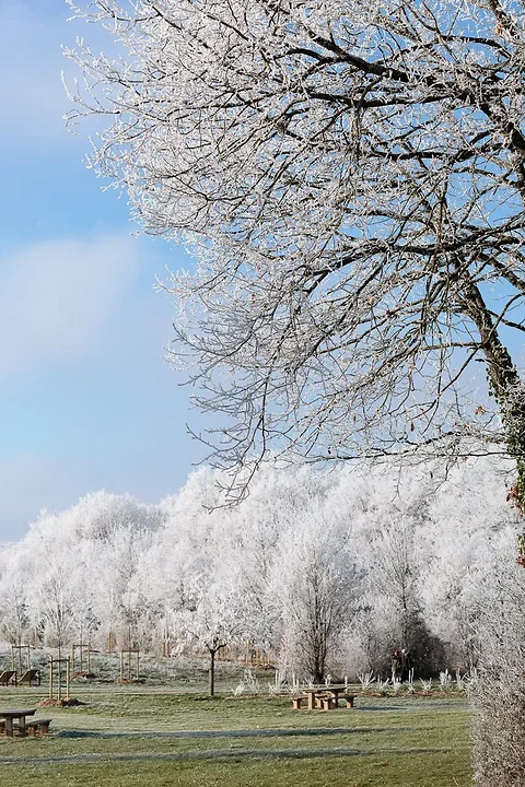 Gel&eacute;e d'arbres - Photo n°1