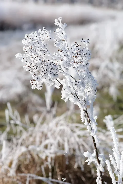 Gel&eacute;e d'arbres - Photo n°2