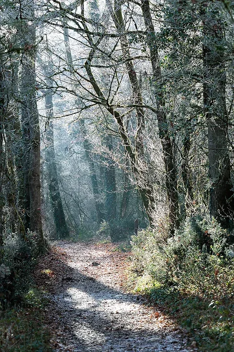 Gel&eacute;e d'arbres - Photo n°3