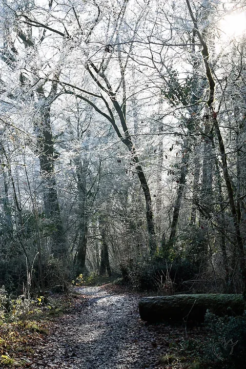 Gel&eacute;e d'arbres - Photo n°4