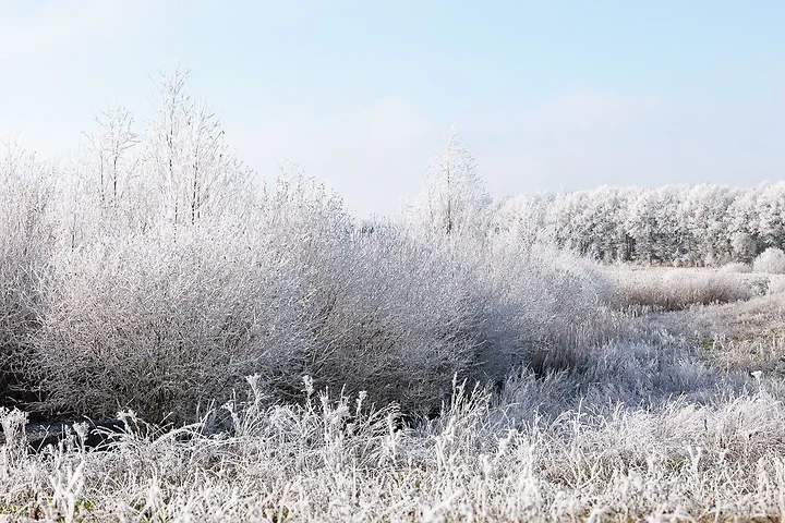 Gel&eacute;e d'arbres - Photo n°5
