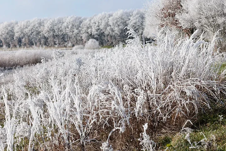 Gel&eacute;e d'arbres - Photo n°6