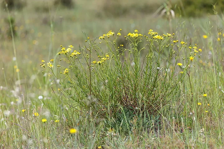 Brun de nature - Photo n°6