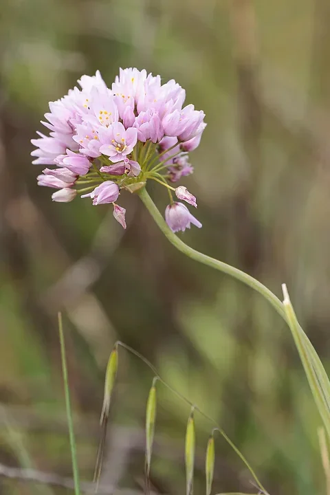 Brun de nature - Photo n°15