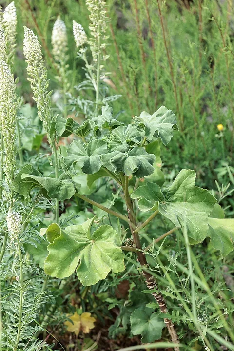 Brun de nature - Photo n°17