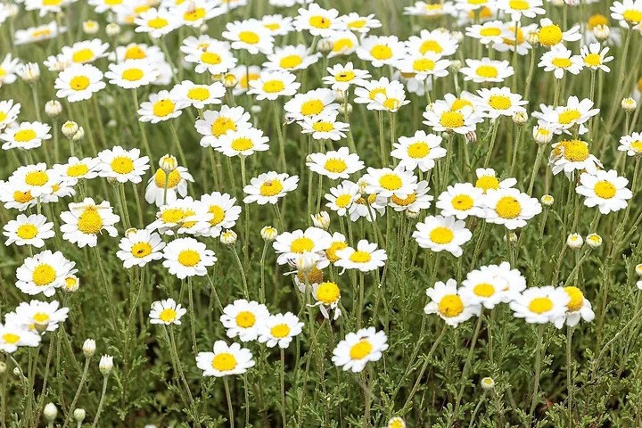 Brun de nature - Photo n°24