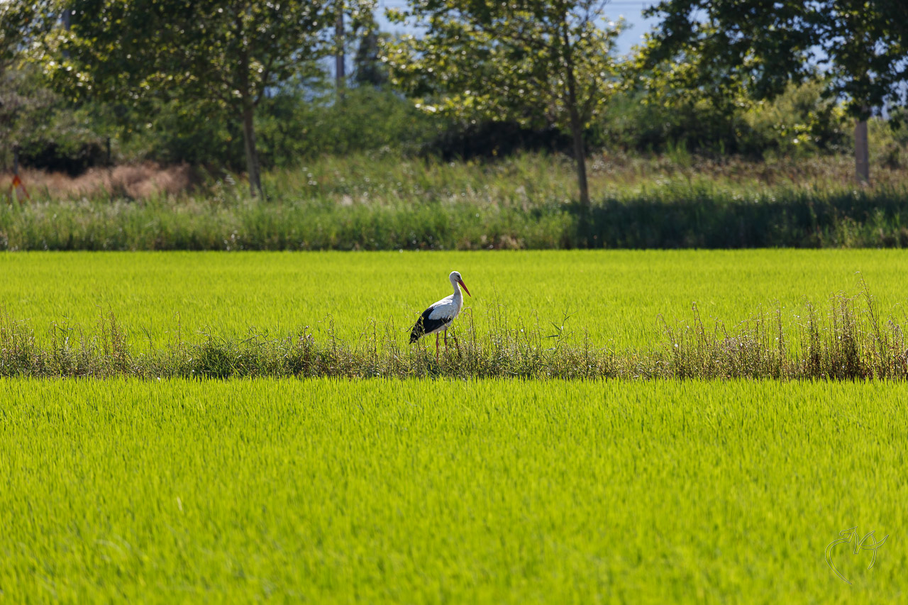 Quelques paysages - Photo n°4
