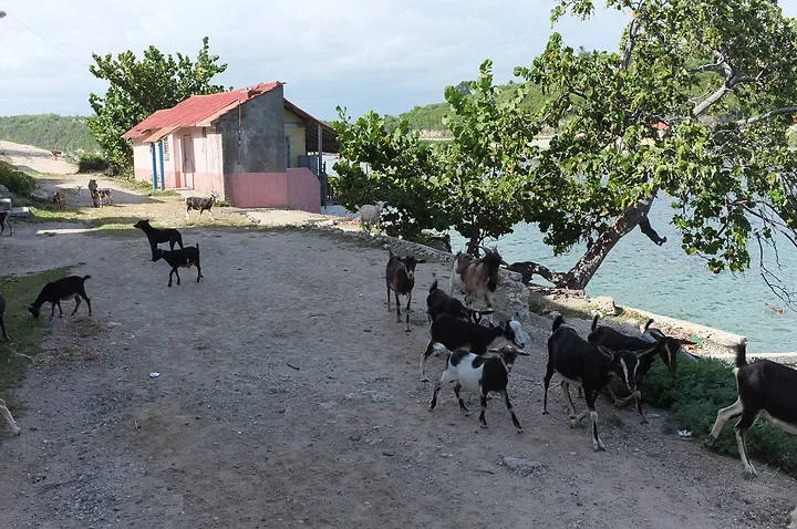 &Icirc;le Caillot Gramma - Photo n°6