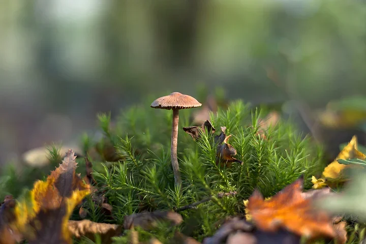 Brun de nature - Photo n°1