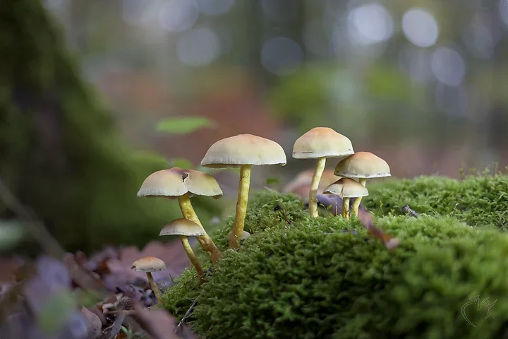 Brun de nature - Photo n°2
