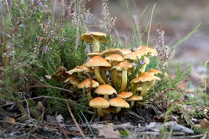Brun de nature - Photo n°3