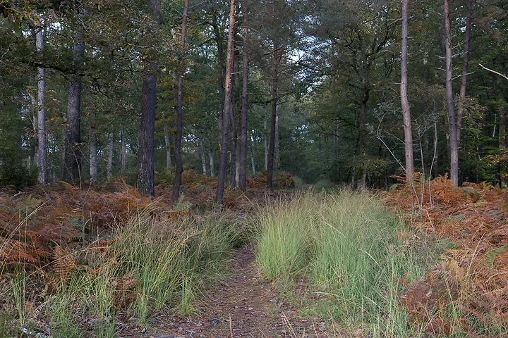 Brun de nature - Photo n°4