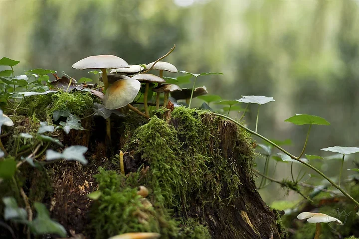 Brun de nature - Photo n°5