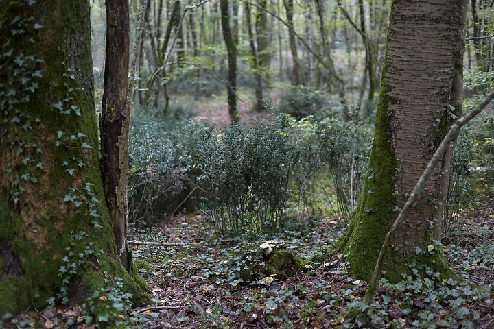 Brun de nature - Photo n°6