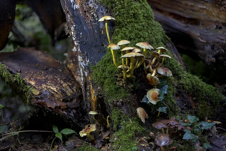Brun de nature - Photo n°7
