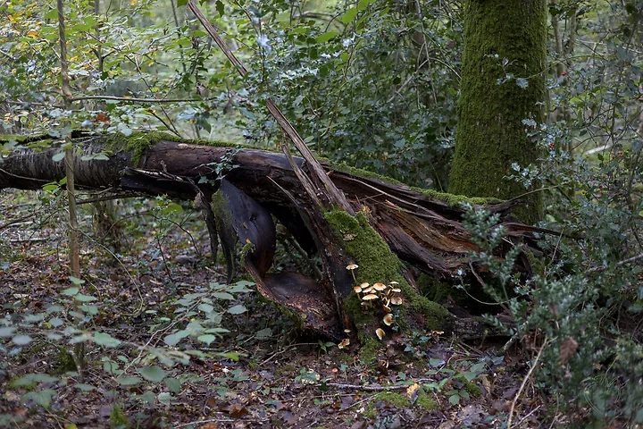Brun de nature - Photo n°8