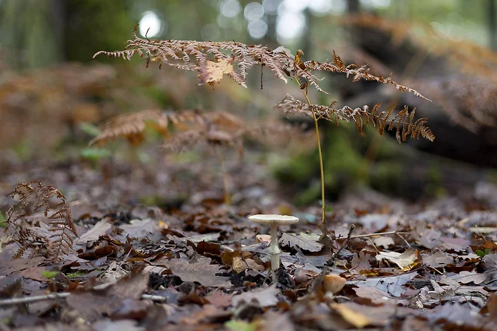 Brun de nature - Photo n°9