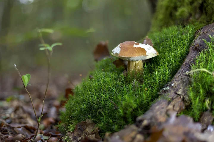 Brun de nature - Photo n°10