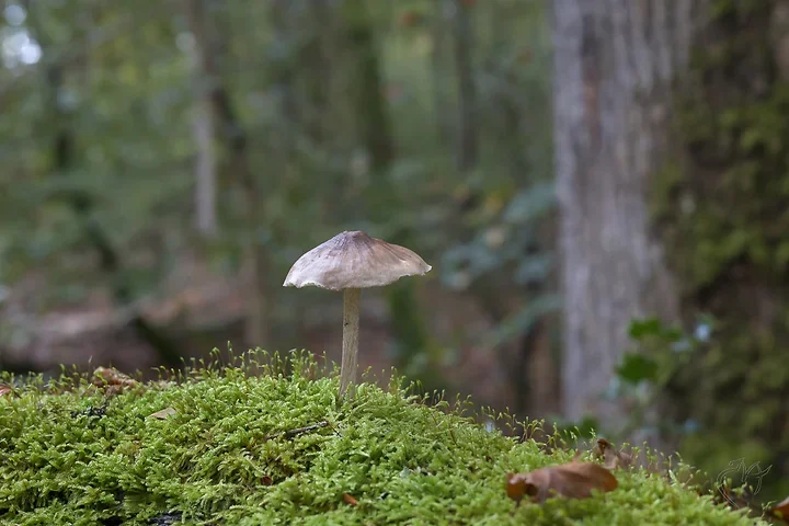 Brun de nature - Photo n°11
