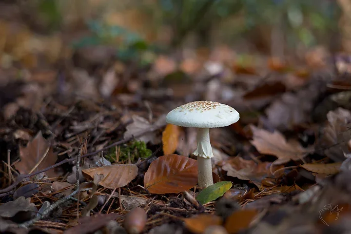 Brun de nature - Photo n°12