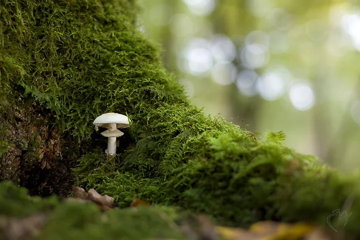 Brun de nature - Photo n°13