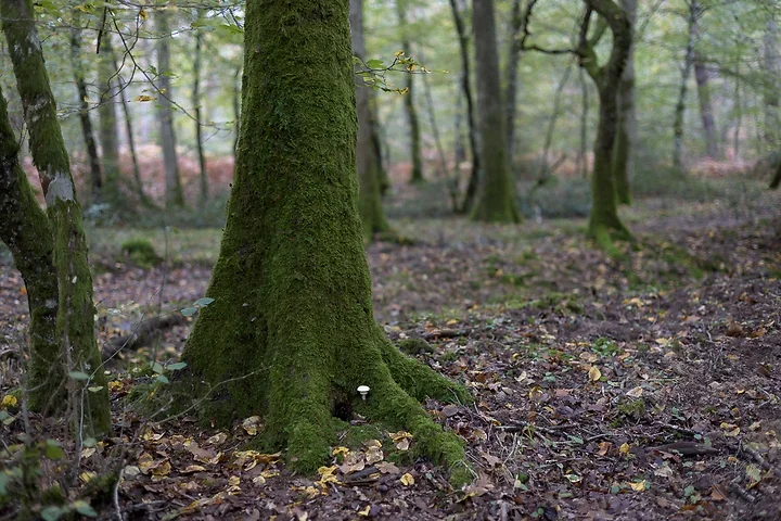Brun de nature - Photo n°14