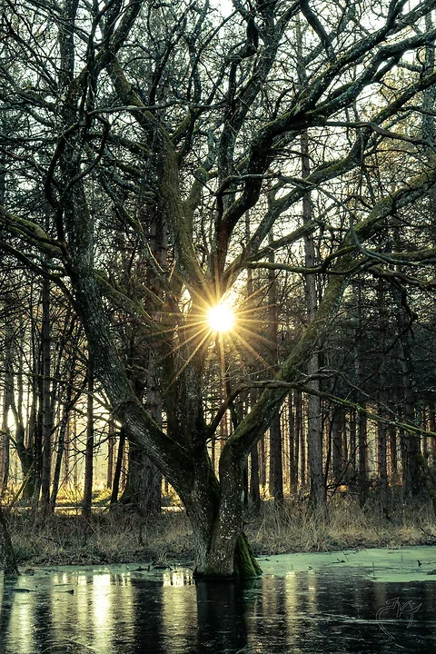 Arbre majestueux - Photo n°1