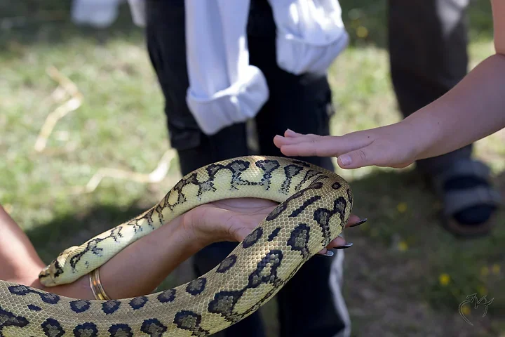 La femme serpent - Photo n°11