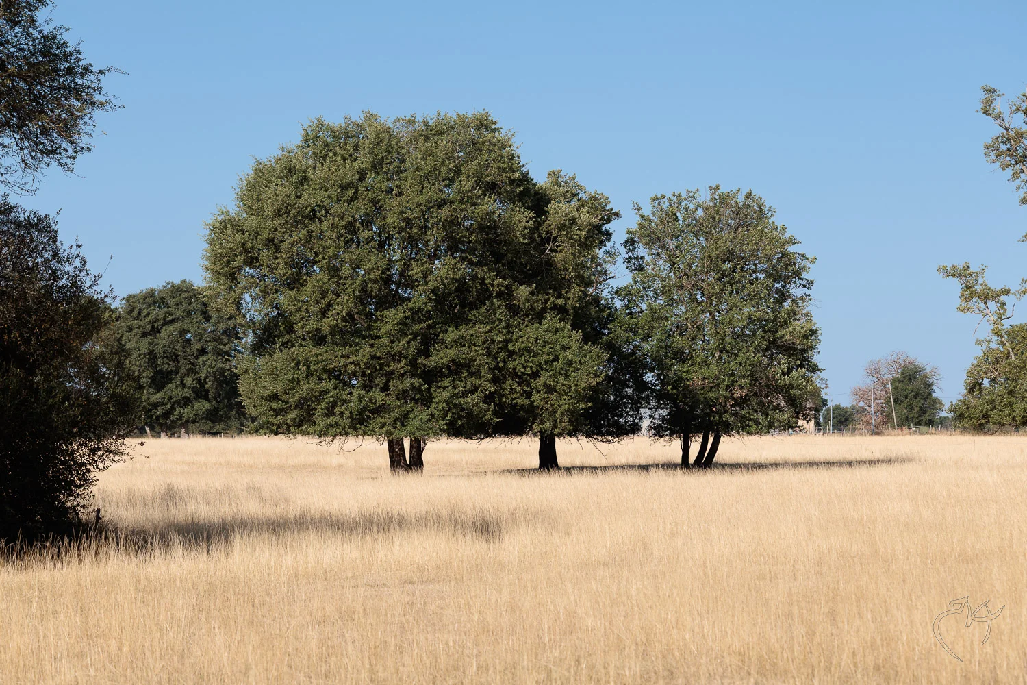 Dienn&eacute; - Photo n°18